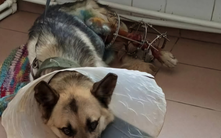 Pies z obrożą, leżący na podłodze w klinice.