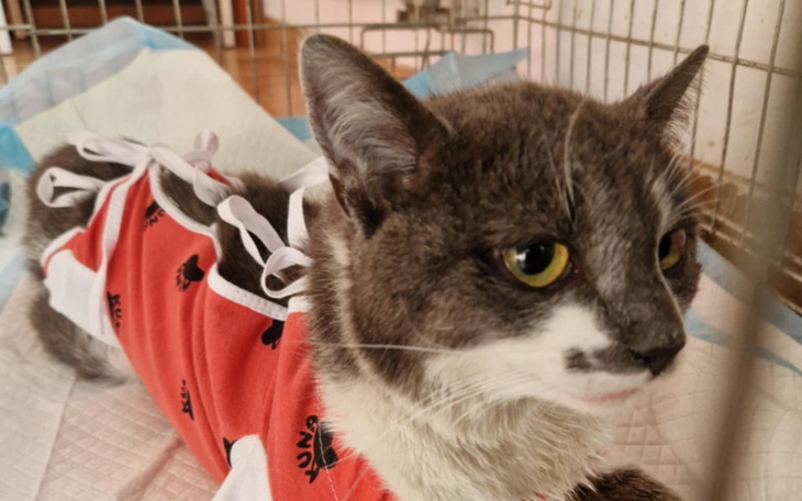 Kot w ubranku, patrzy na kamerę.