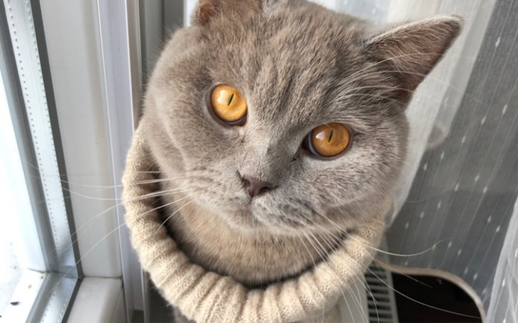 Zbiórka Lekarstwo dla Gucia - zdjęcie główne