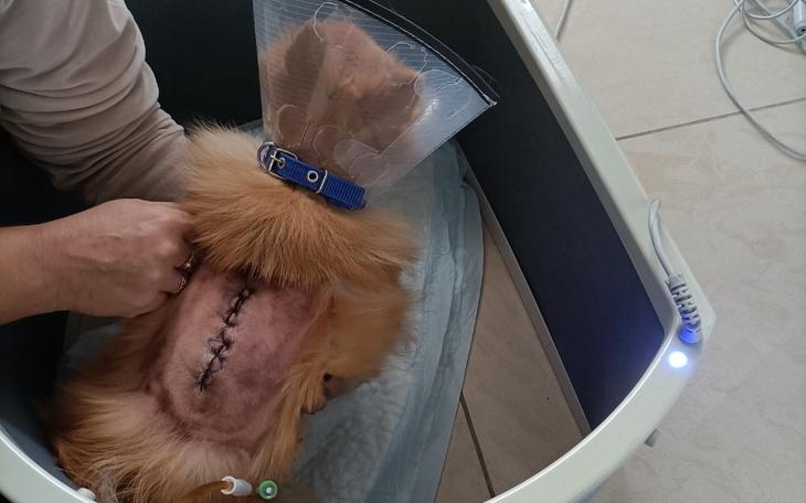 Zbiórka Pilna rehabilitacja niedowład - zdjęcie główne