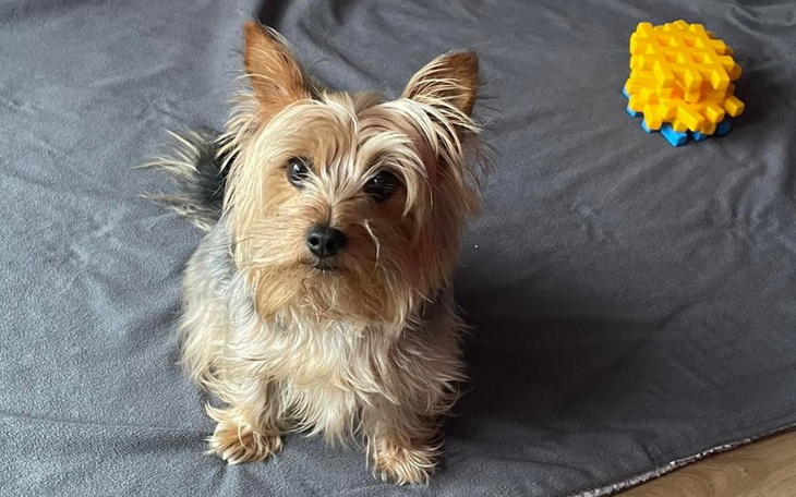 Zbiórka Pomoc dla Niuni - zdjęcie główne