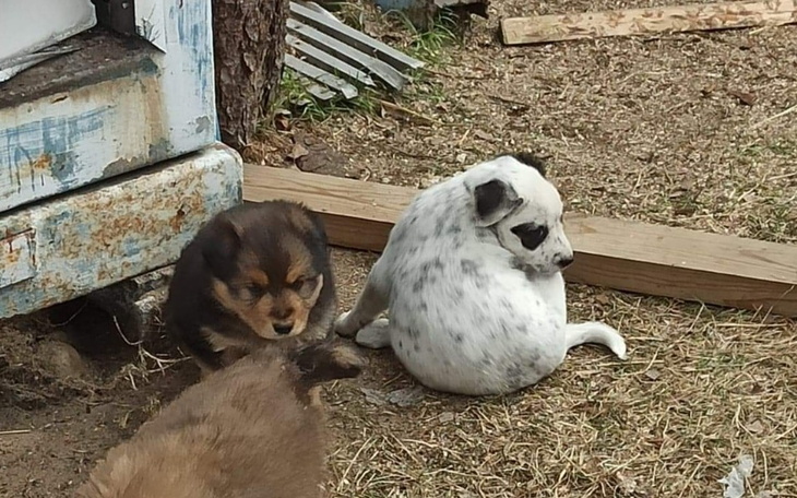 Zbiórka Głodne zziębnięte szczeniaki - zdjęcie główne