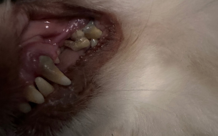 Zbiórka Leczenie Niuni - zdjęcie główne