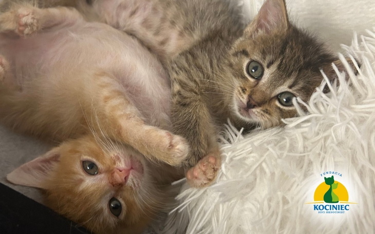 Dwa małe kotki bawiące się na białym kocu.