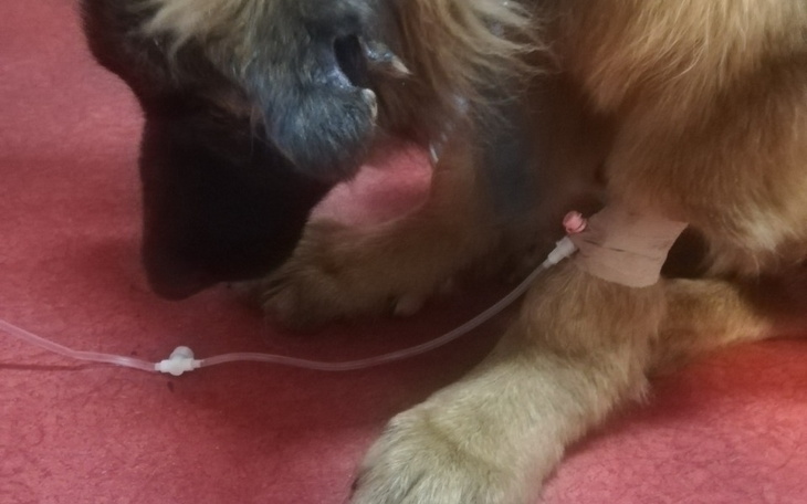 Zbiórka Leczenie Majora - zdjęcie główne