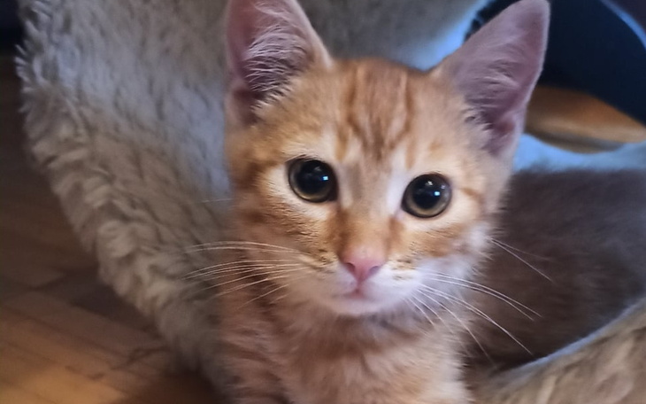 Mały kotek o złocistym futrze, siedzący w miękkim miejscu.