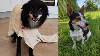 Zbiórka Dwa zabiegi kastracji - miniaturka zdjęcia