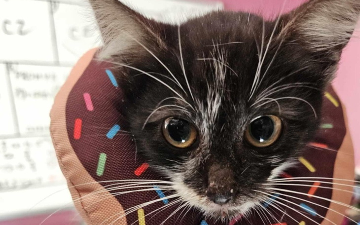 Zbiórka Ocalona w ostatniej chwili - zdjęcie główne