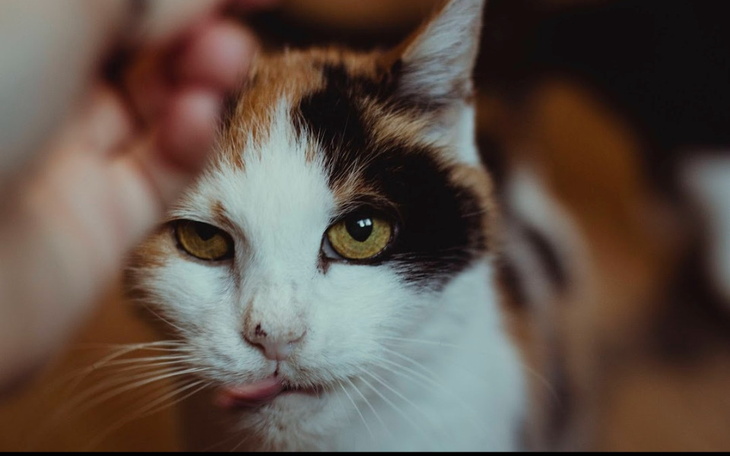 Zbiórka Zbieram na jedzonko Puchasia - zdjęcie główne