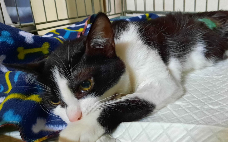 Zbiórka Kastracja kotki Cecylii - zdjęcie główne