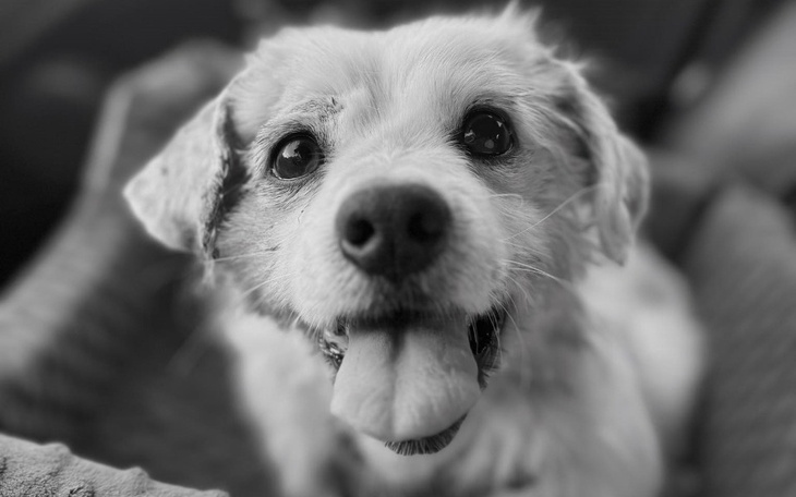 Zbiórka Diagnostyka i leczenie Bakusia - zdjęcie główne