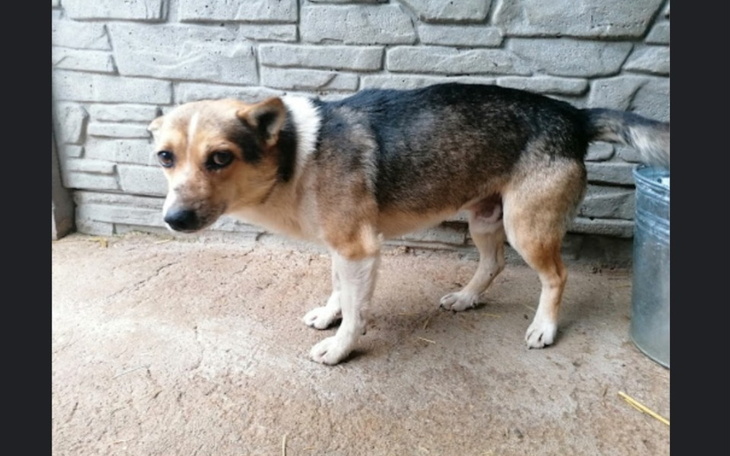 Zbiórka schronisko cywil w Rybowie - zdjęcie główne