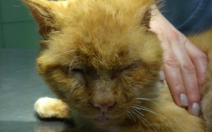 Chory kot z zamkniętymi oczami, otrzymujący opiekę.