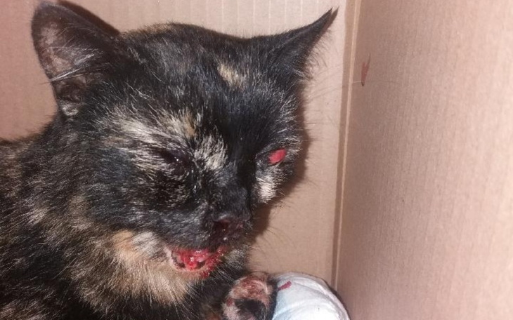 Zbiórka Na operację kotki po wypadku - zdjęcie główne