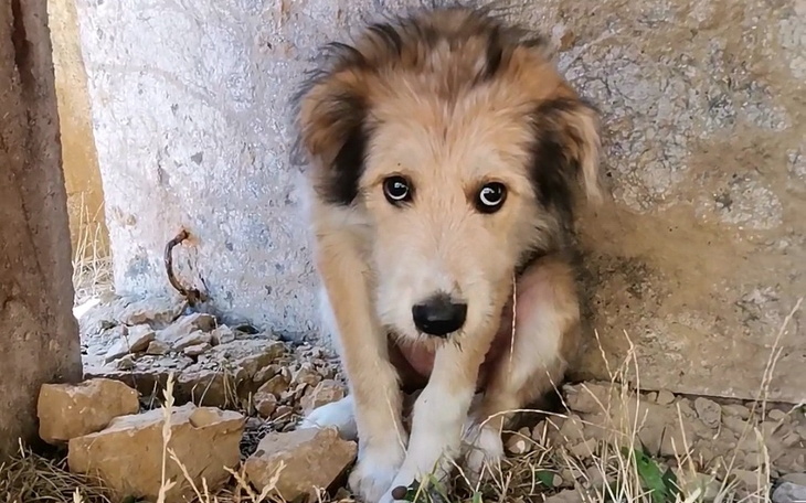 Zbiórka Błąkający się szczeniak - zdjęcie główne