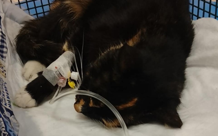 Chora kotka odpoczywająca w klinice weterynaryjnej z kroplówką.