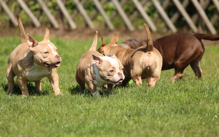 Zbiórka Psiaki amstaffy- hotele - zdjęcie główne
