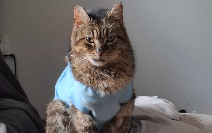 Kot w niebieskiej koszulce, siedzący na łóżku.