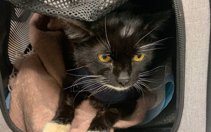 Czarny kot w torbie transportowej, z wyrazem ciekawości na twarzy.