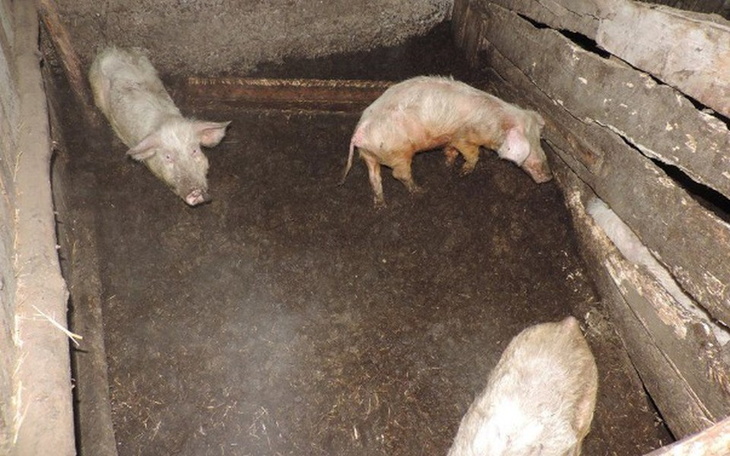 Zbiórka Pasza dla zwierząt - zdjęcie główne