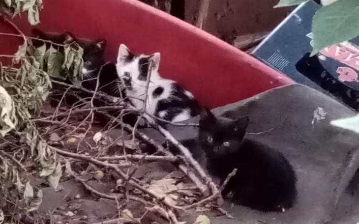 Zbiórka Na budkę i jedzonko dla kotów - zdjęcie główne