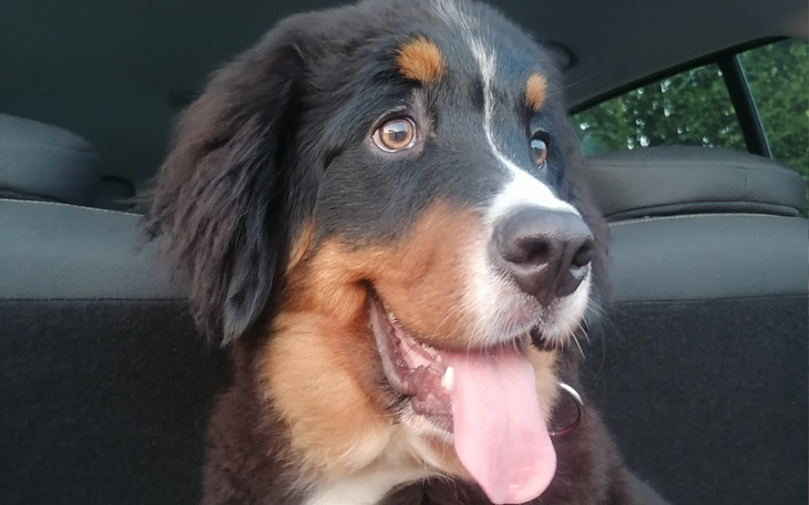 Zbiórka Operacja 2 łapki Badusia - zdjęcie główne