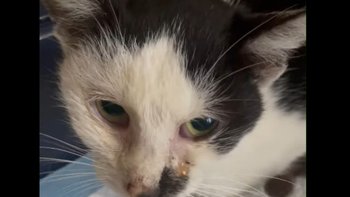 Zbiórka Kotka z cmentarnej ciszy - miniaturka zdjęcia