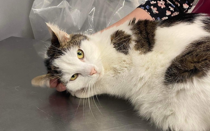 Zbiórka Podarujmy życie Jajcarzowi - zdjęcie główne