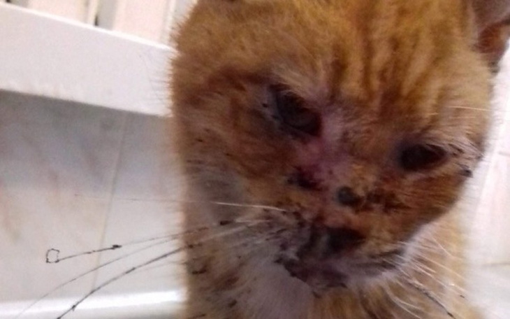 Zbiórka Wesprzyj schorowanego kota - zdjęcie główne