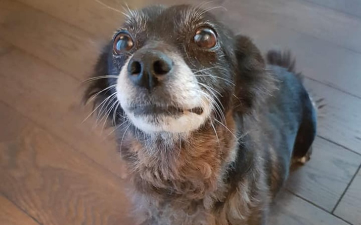 Zbiórka Pomoc dla suni z łańcucha - zdjęcie główne