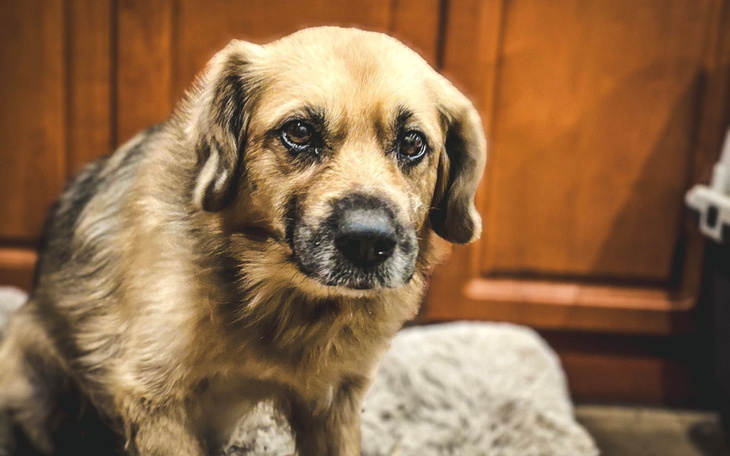 Zbiórka Daliście Oskarkowi nadzieję - zdjęcie główne