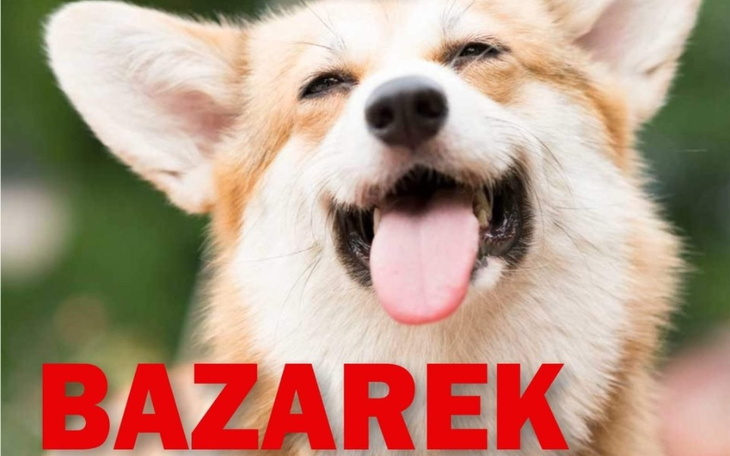 Szczęśliwy pies rasy corgi z wystawionym językiem.