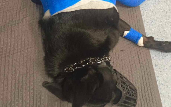 Zbiórka Zbiórka na operację kory - zdjęcie główne