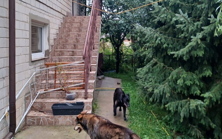 Dwa psy biegają w ogrodzie przy schodach.