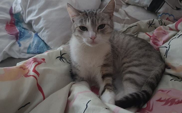 Zbiórka Leczenie Ropomacicza kotki - zdjęcie główne