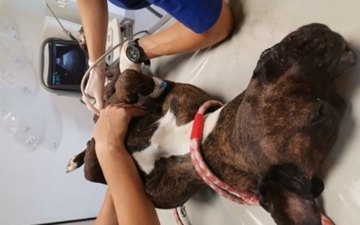 Zbiórka Kora zbiera na operacje - zdjęcie główne