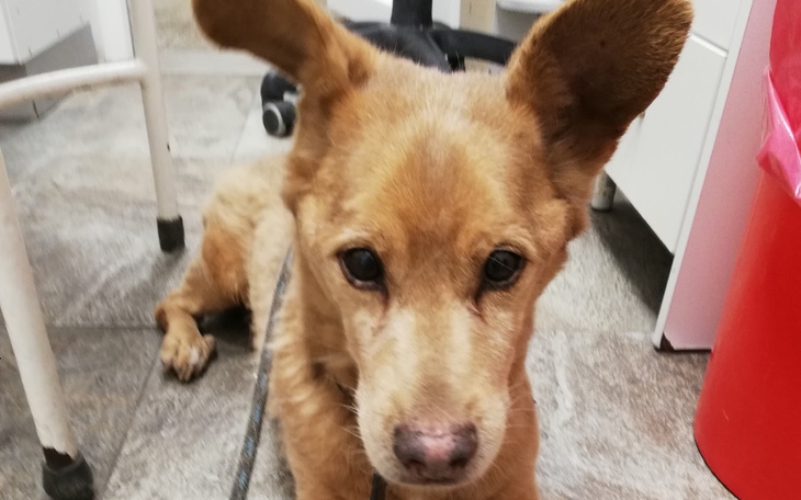 Zbiórka Szczepienia Gizmo, Roki, badania - zdjęcie główne