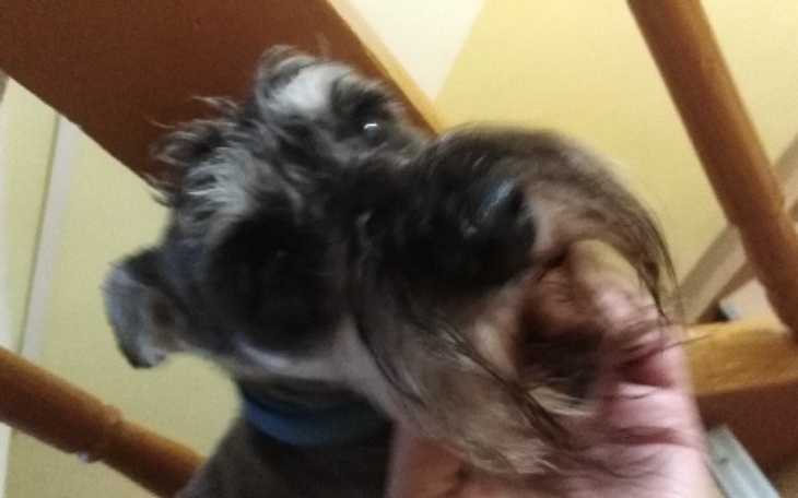 Zbiórka Ratowanie życia Maxia - zdjęcie główne