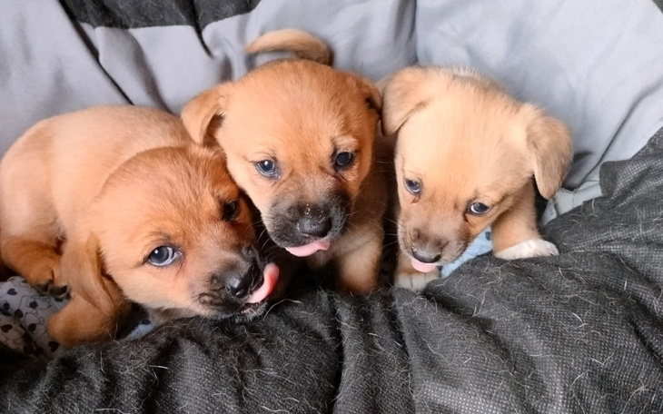 Zbiórka Szczenięta z szopy - zdjęcie główne