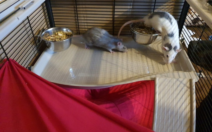 Zbiórka Zapewnienie szczurką dobrych war - zdjęcie główne