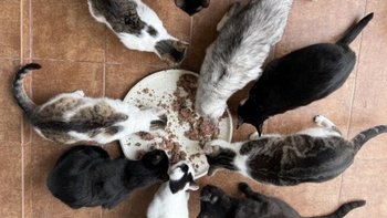 Zbiórka na karmę - miniaturka zdjęcia