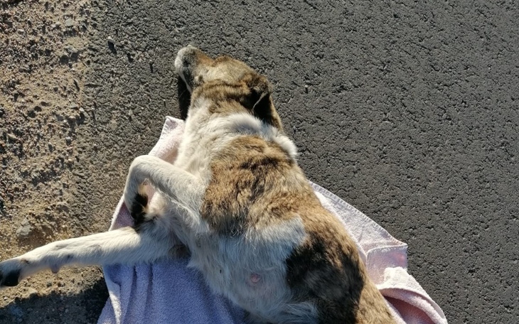 Zbiórka Umierałam w rowie - zdjęcie główne