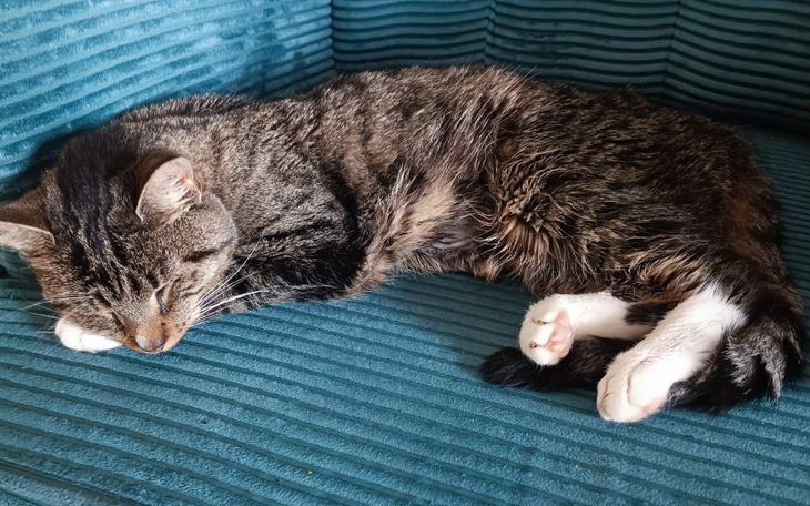 Zbiórka Dla Guzika, na zdrówko - zdjęcie główne