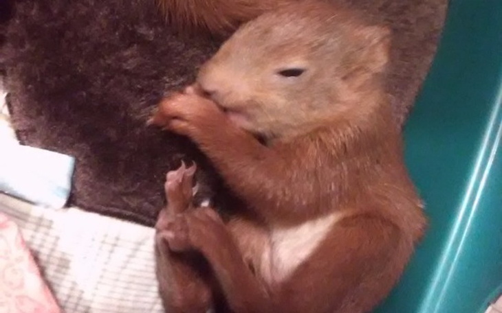 Zbiórka Na wiewióry - zdjęcie główne