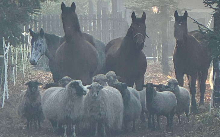 Grupa koni i owiec w mglistym otoczeniu.