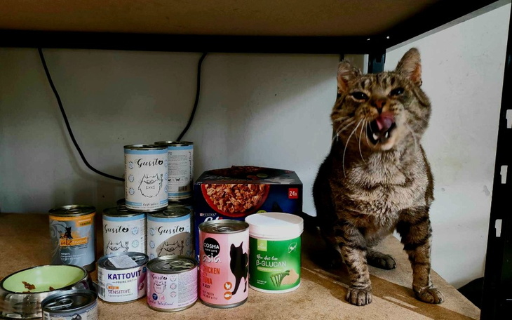 Kot wśród puszek z jedzeniem, wydający dźwięki.