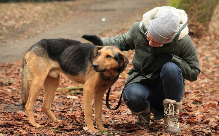 Zbiórka Wierne Zwierzęta... - zdjęcie główne