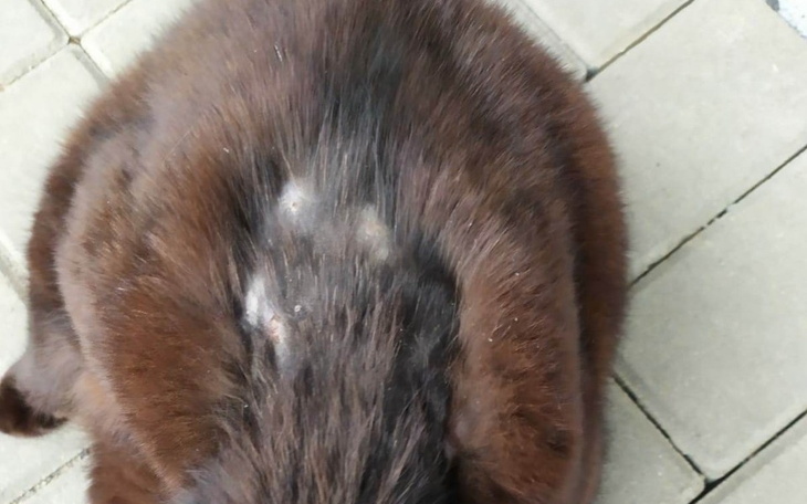 Zbiórka Leczenie zmian skórnych. - zdjęcie główne