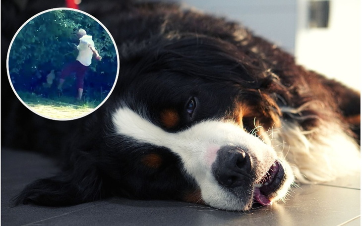 Pies odpoczywający na podłodze, w tle osoba przy drzewie.