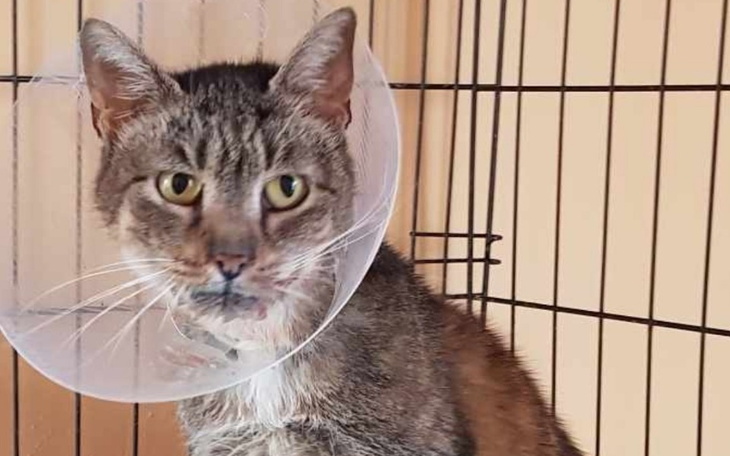 Zbiórka Azyl dla kotów tonie w długach - zdjęcie główne